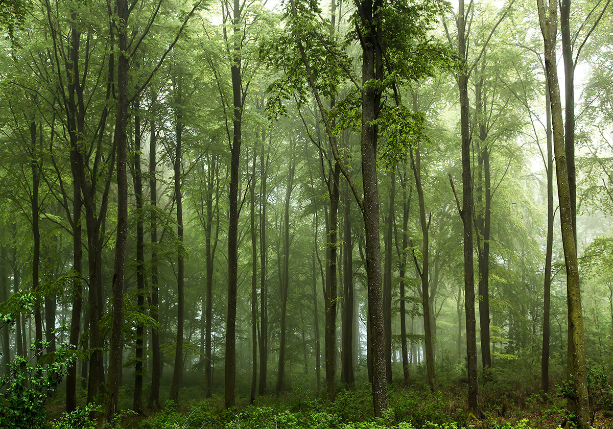 Forêt...
