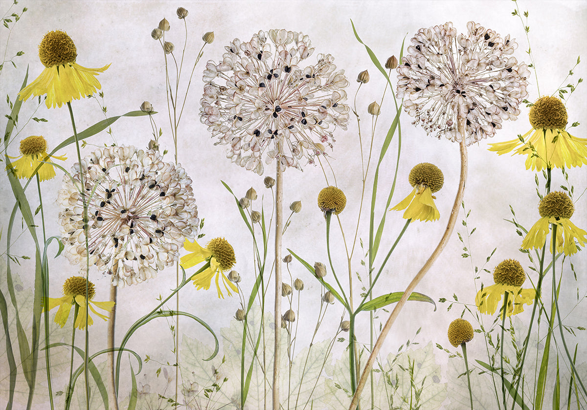 Alliums et héléniums Poster