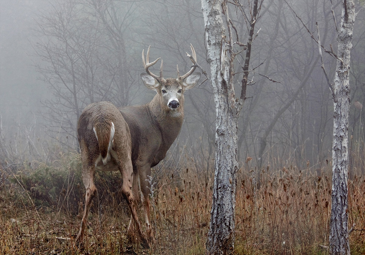 Poster Buck à queue blanche - Dans le brouillard d'automne