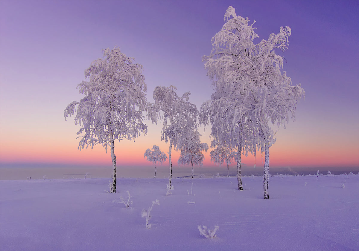 January evening Plakat