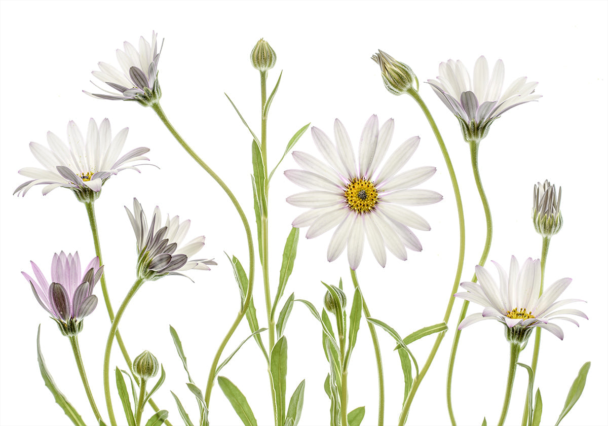 Marguerites du Cap Poster