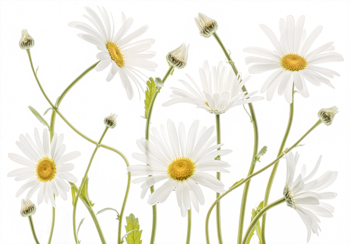 Marguerites oeil de bœuf Poster