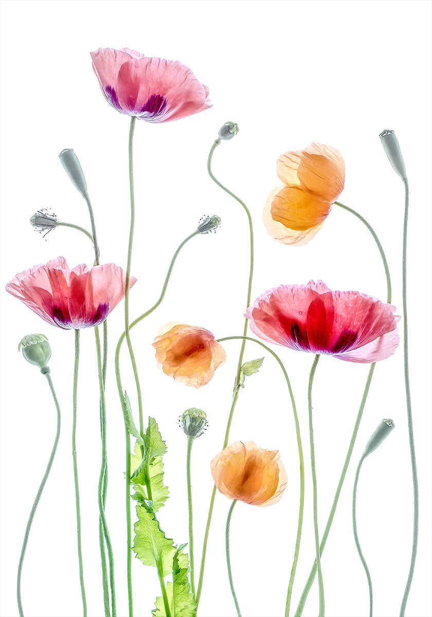 Coquelicots Poster
