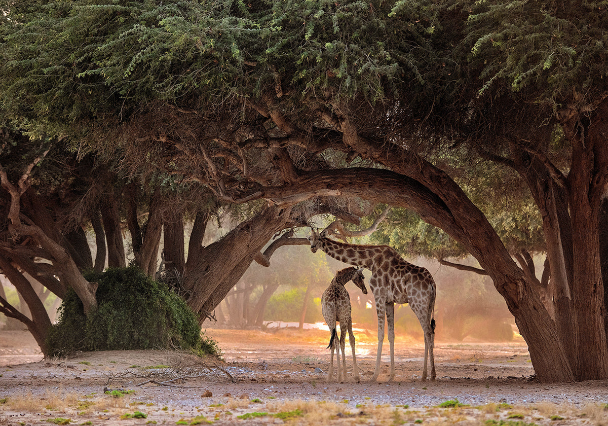 Girafe - Namibie