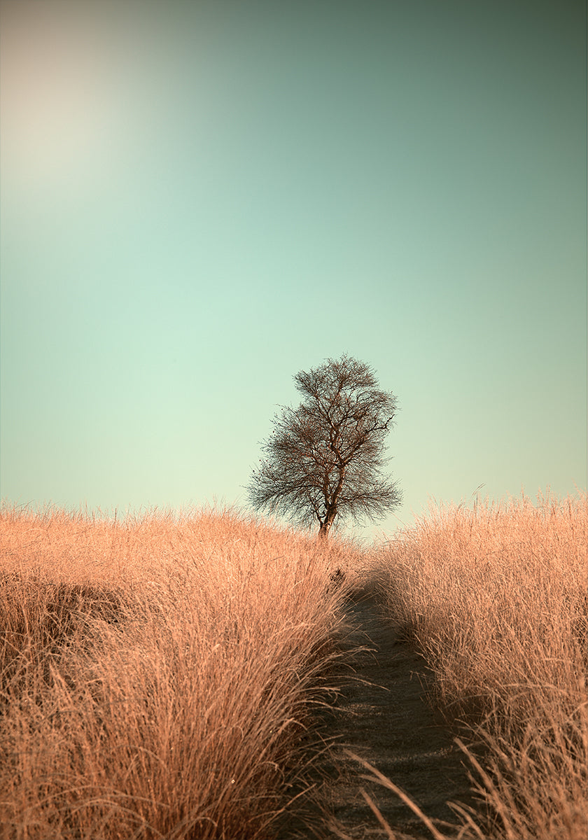 Herbe et chemin