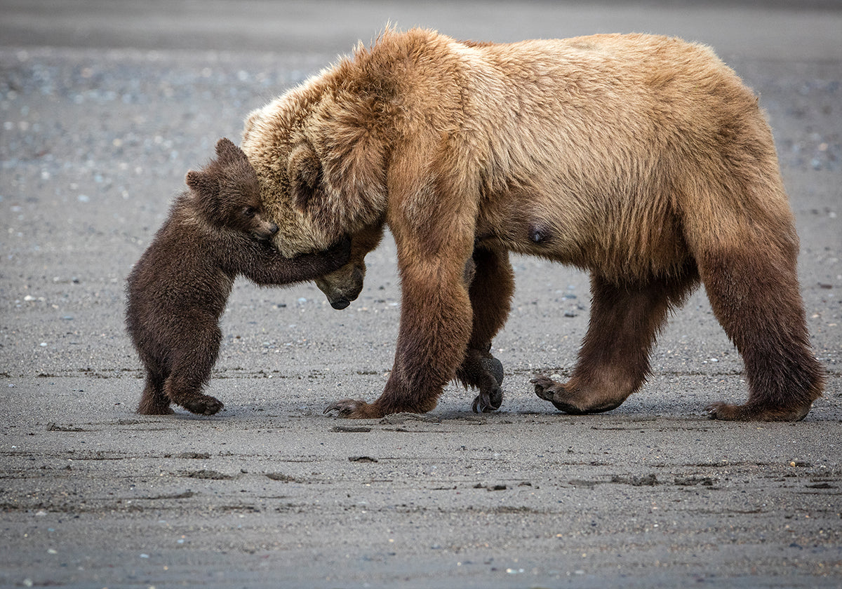 Un petit câlin d'ours Poster