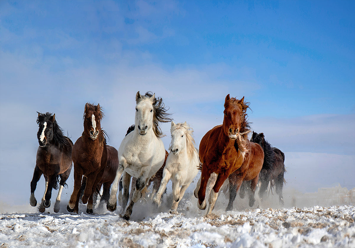 Chevaux mongols