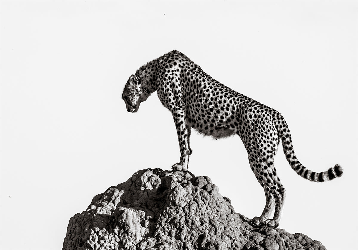 le chasseur
