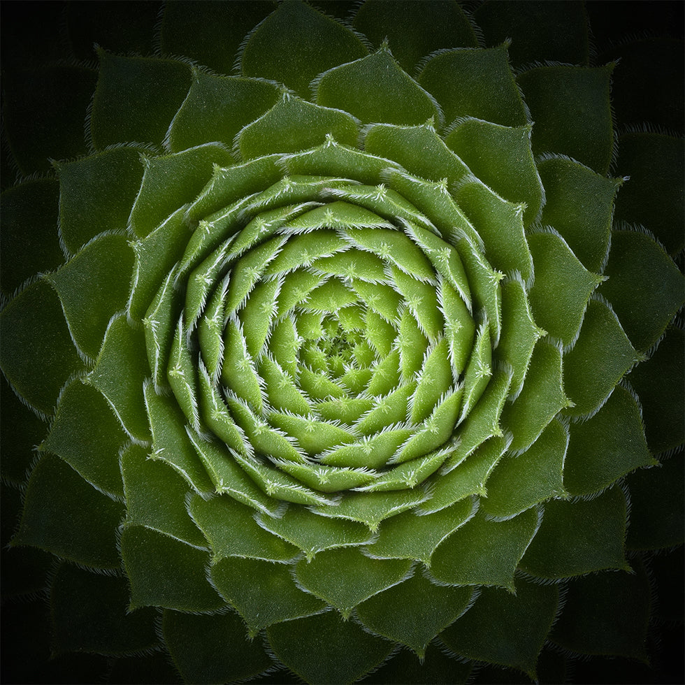Succulente Affiche