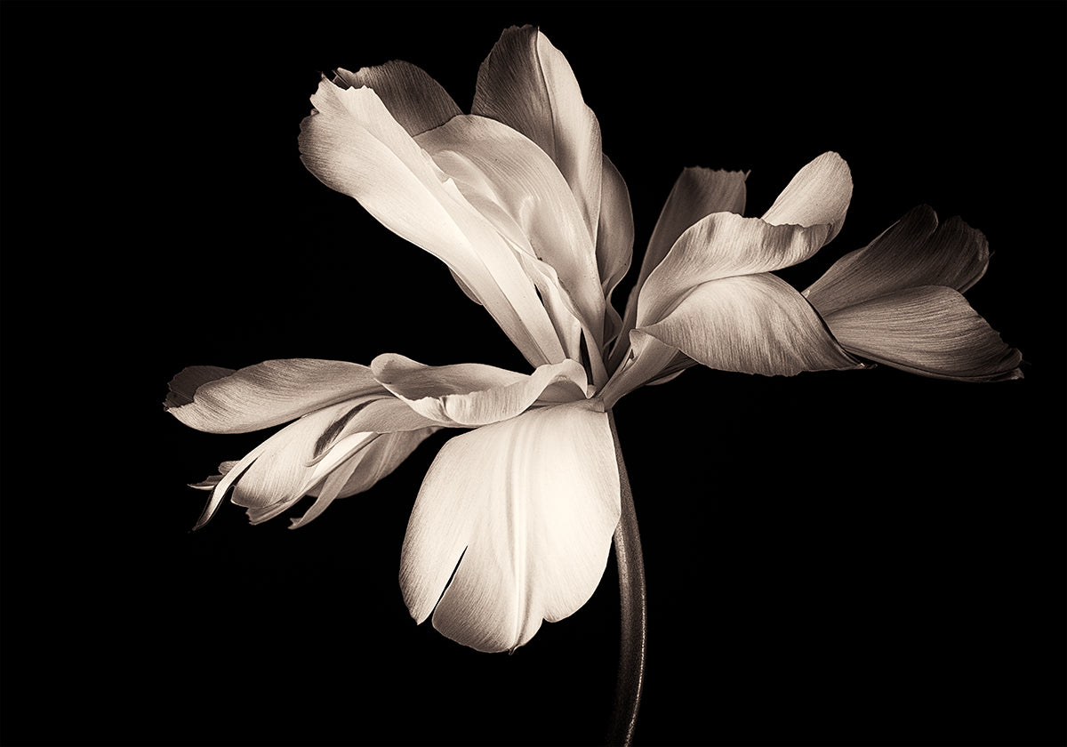 Tulipe Empereur Exotique Poster