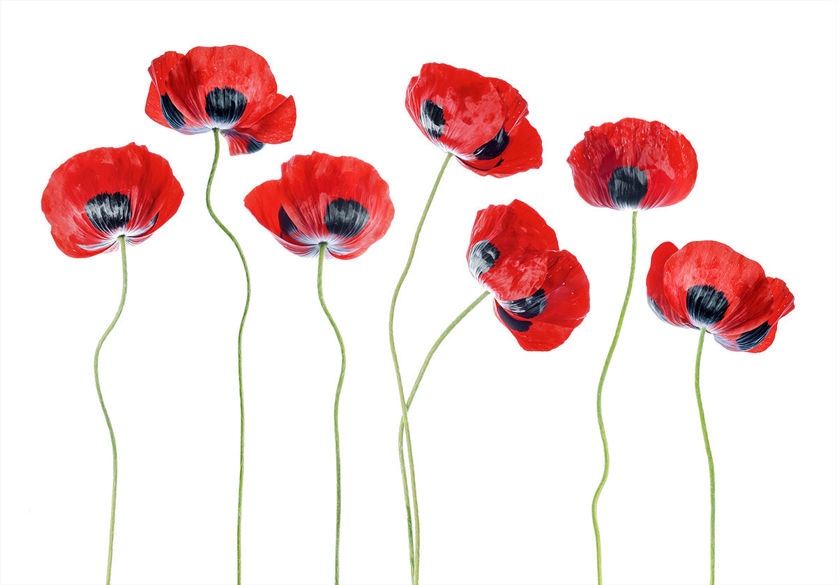 Coquelicots coccinelles Poster