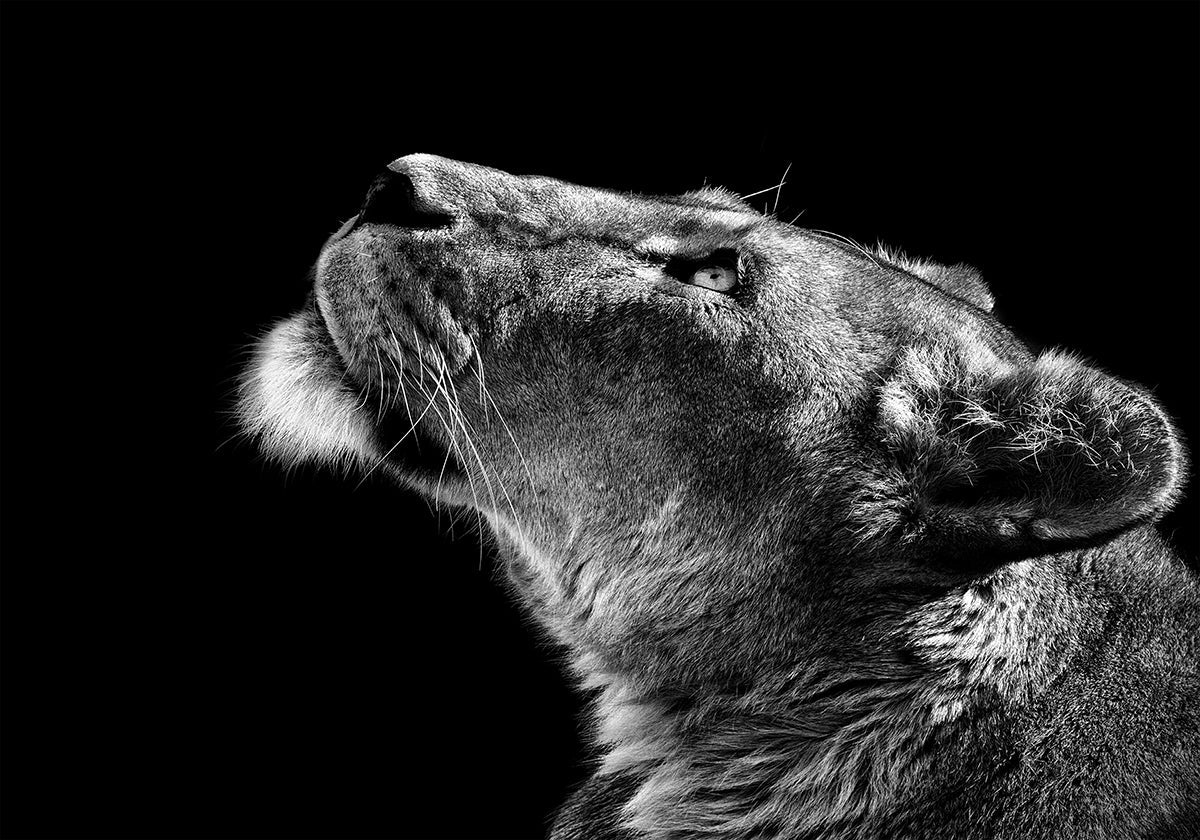 Regarder vers le haut Poster