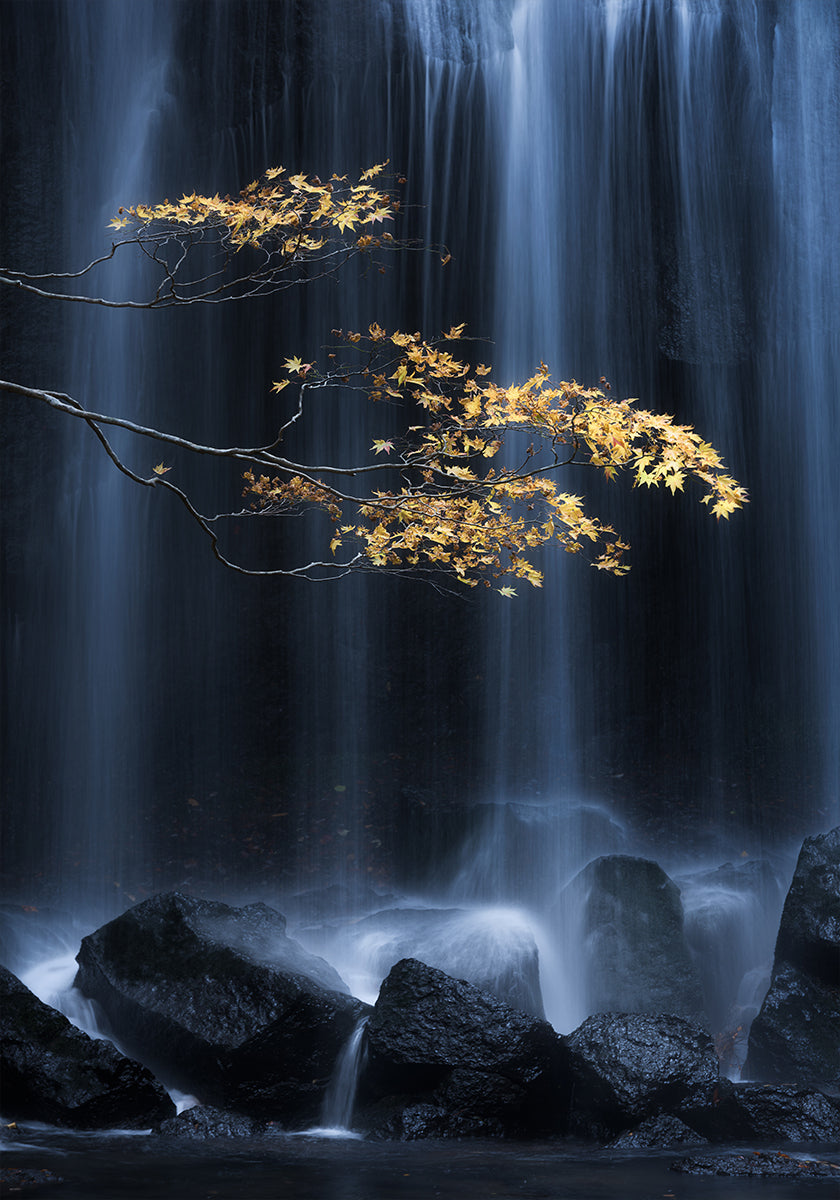 Automne jaune