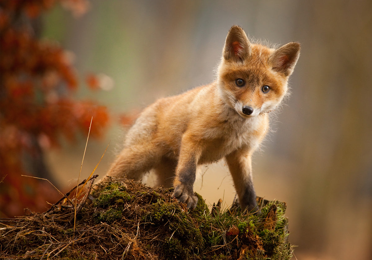 Renard Poster