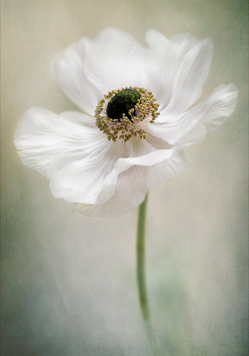 Blanc simple