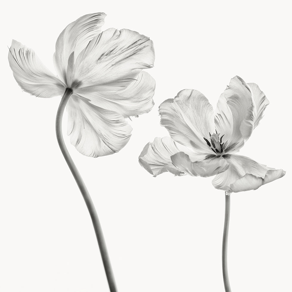 Même tulipe Poster