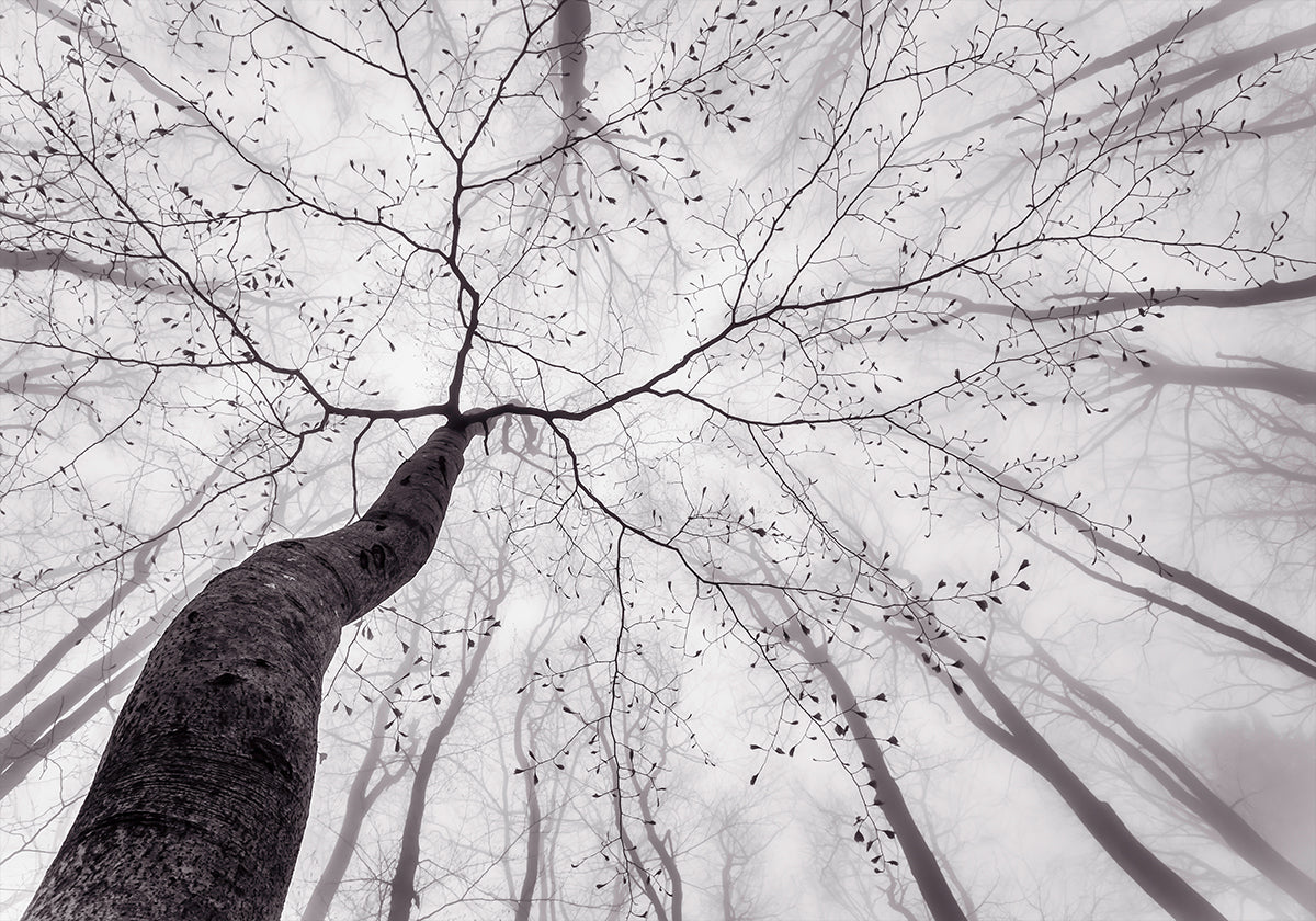 Poster Une vue de la cime des arbres