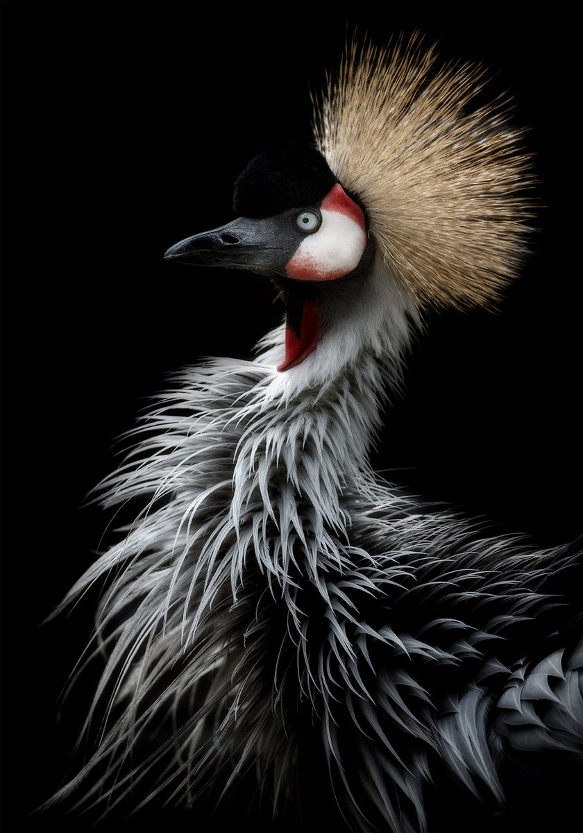 Portrait de grue couronnée