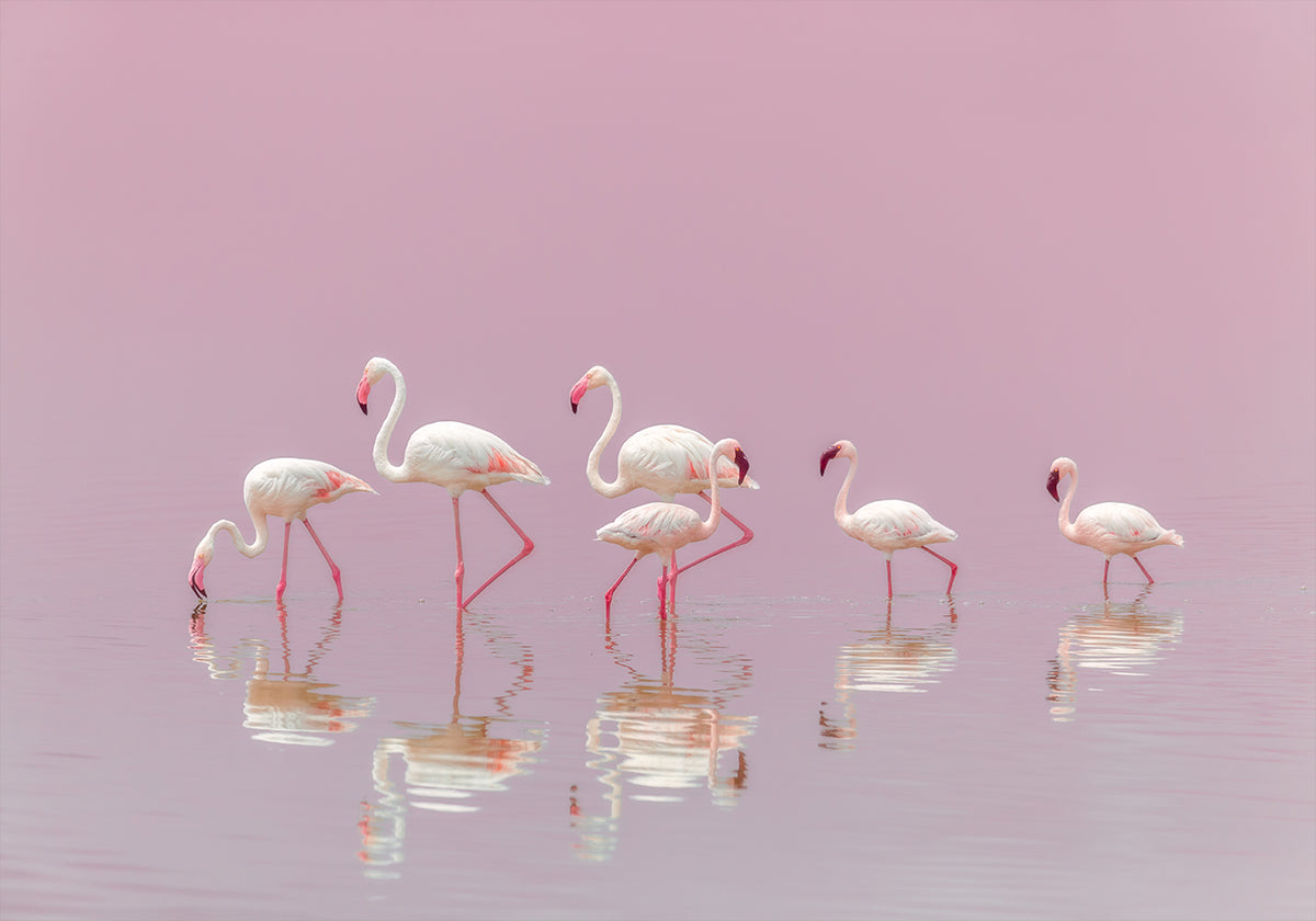 Flamants roses Poster