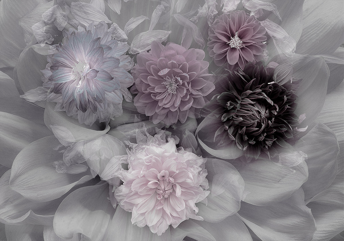 Rêve de dahlia Poster