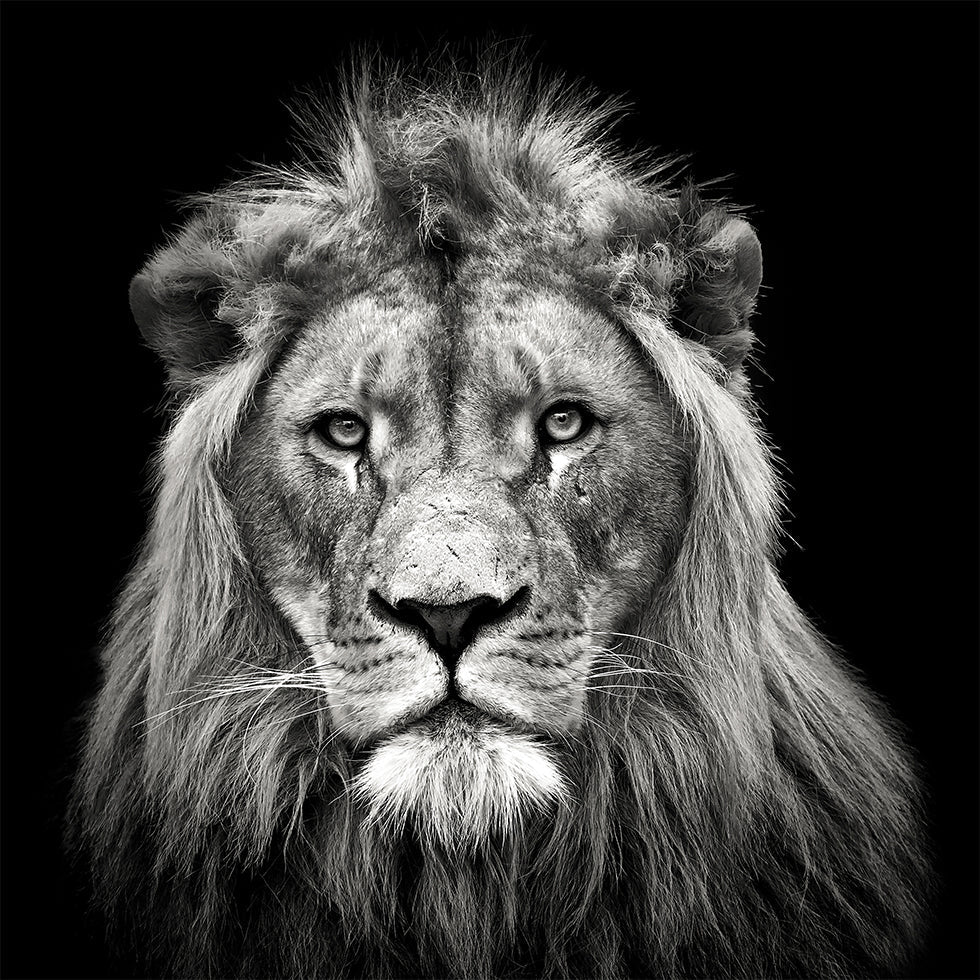 Jeune lion mâle Poster