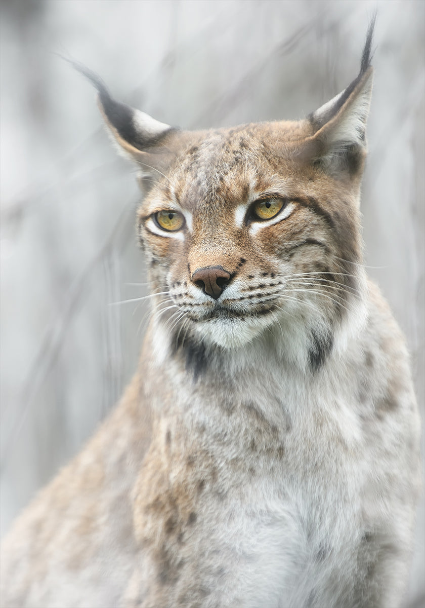 Portrait de lynx dans le brouillard Poster