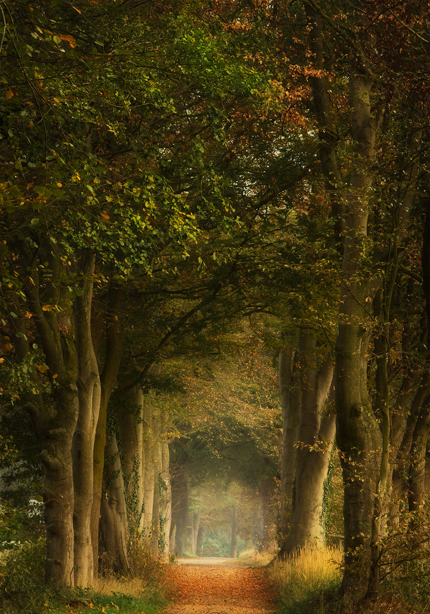 Rêveur éveillé Poster