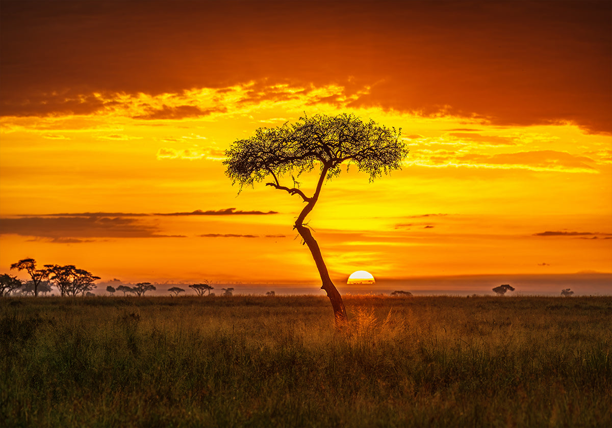 Afrique Primordiale Poster