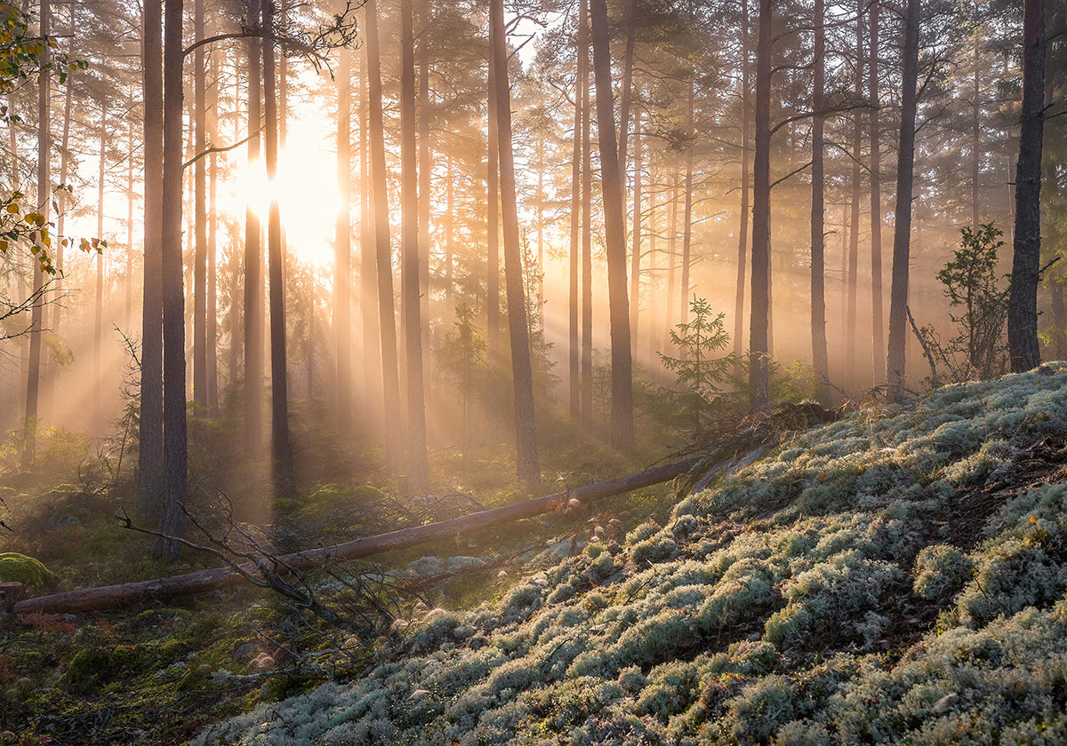 Poster Brouillard dans la forêt avec de la mousse blanche au premier plan