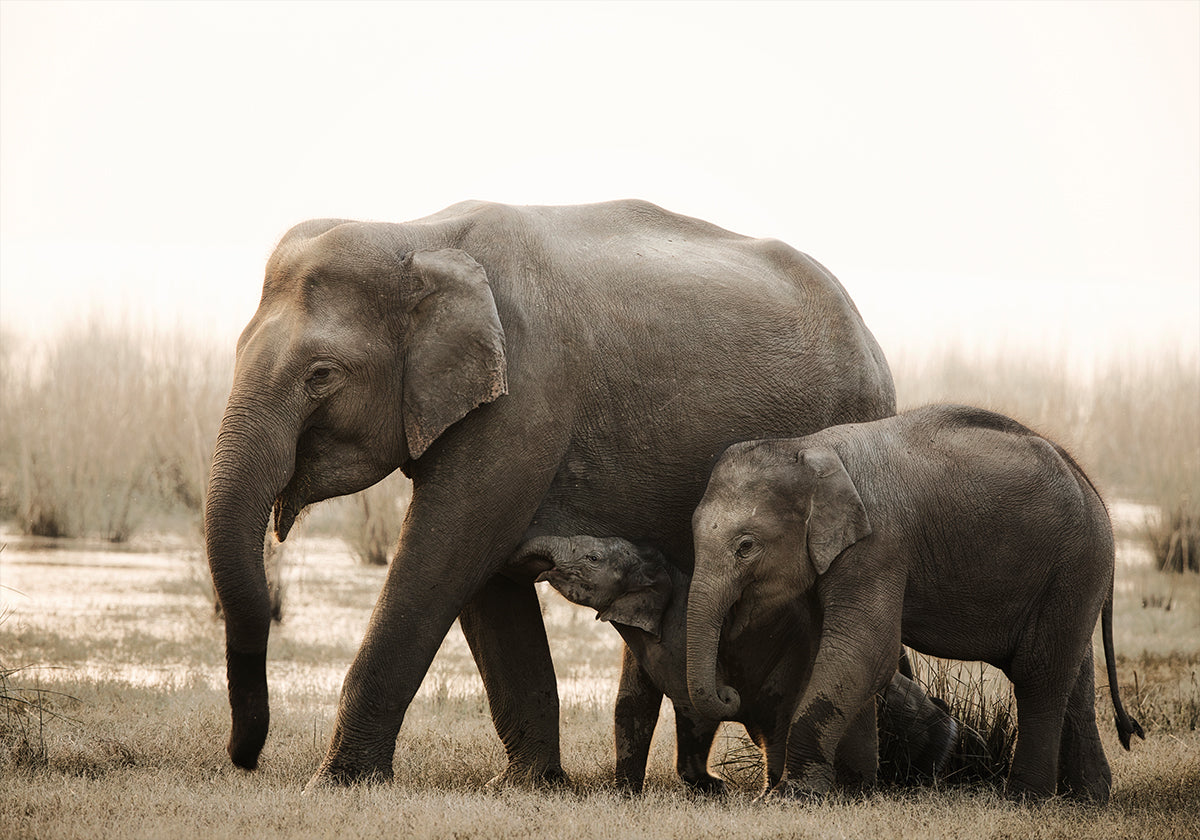 Portrait de famille Poster