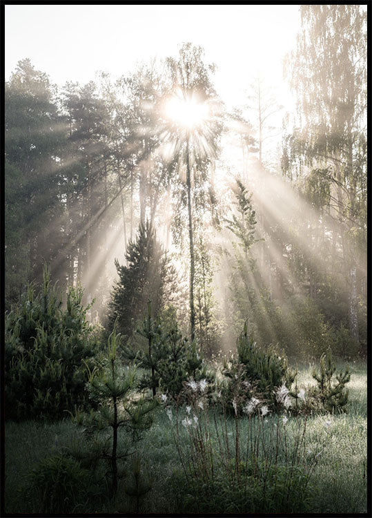 Sunrays in The Woods Sunshine Forest Plakat - Posterbox.no