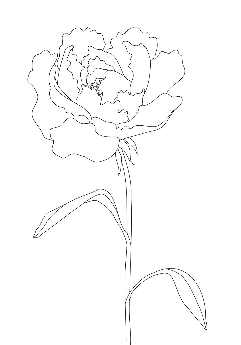 Lignes de pivoine