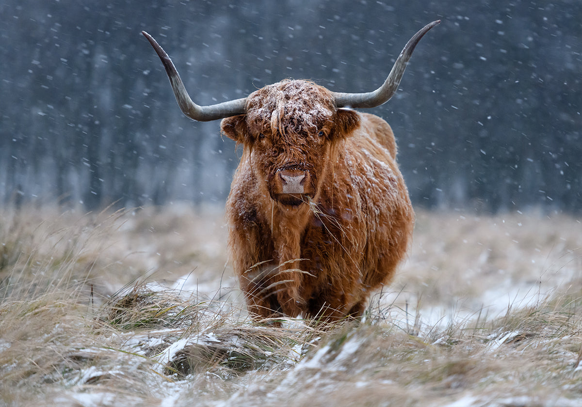 Vache des Highlands enneigée