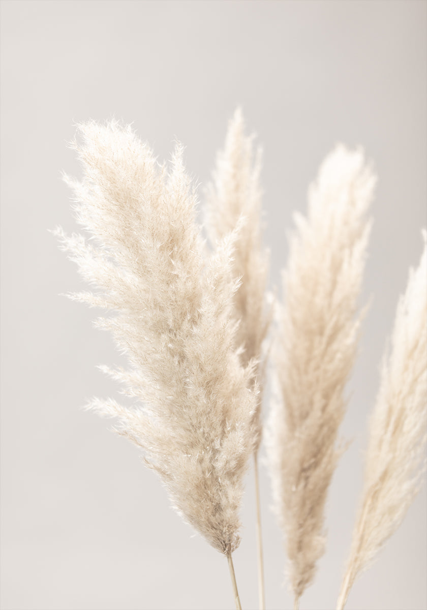 Herbe de la Pampa Gris 02