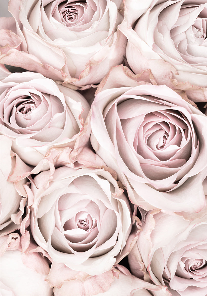 Roses roses n°01