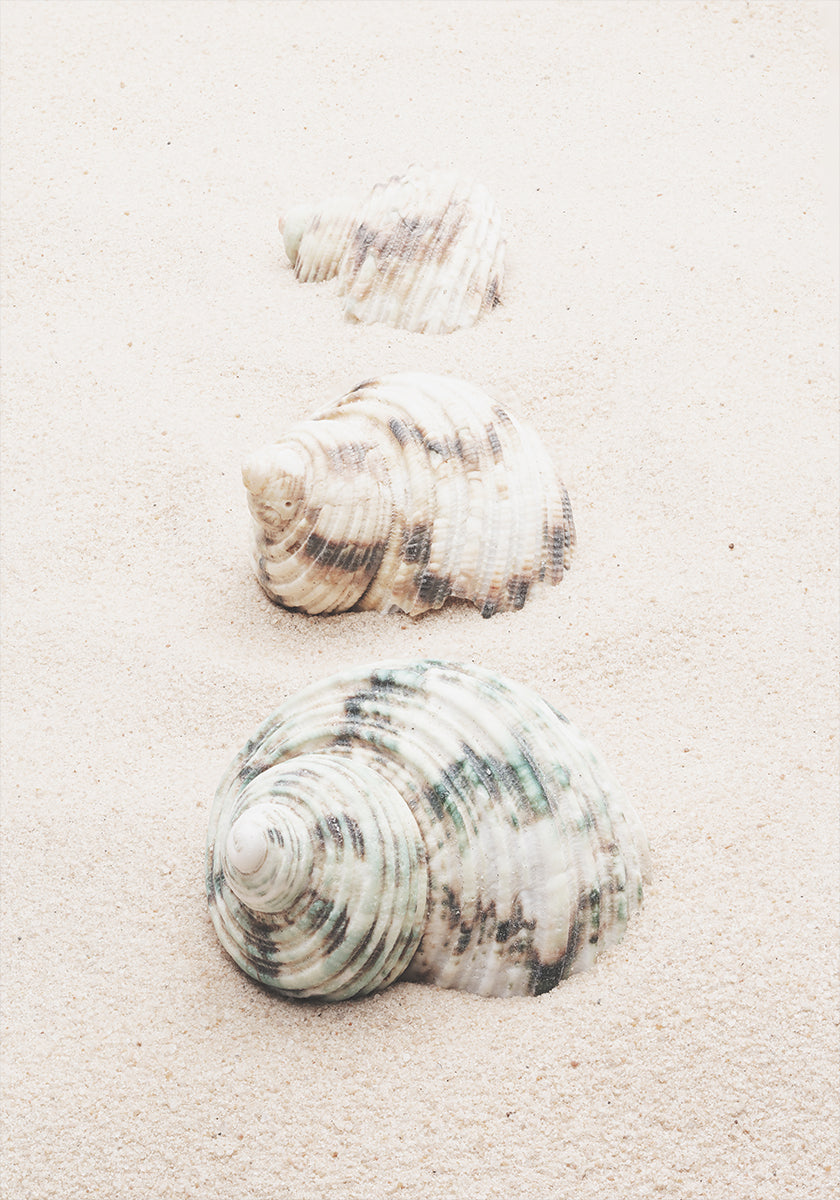 Coquilles