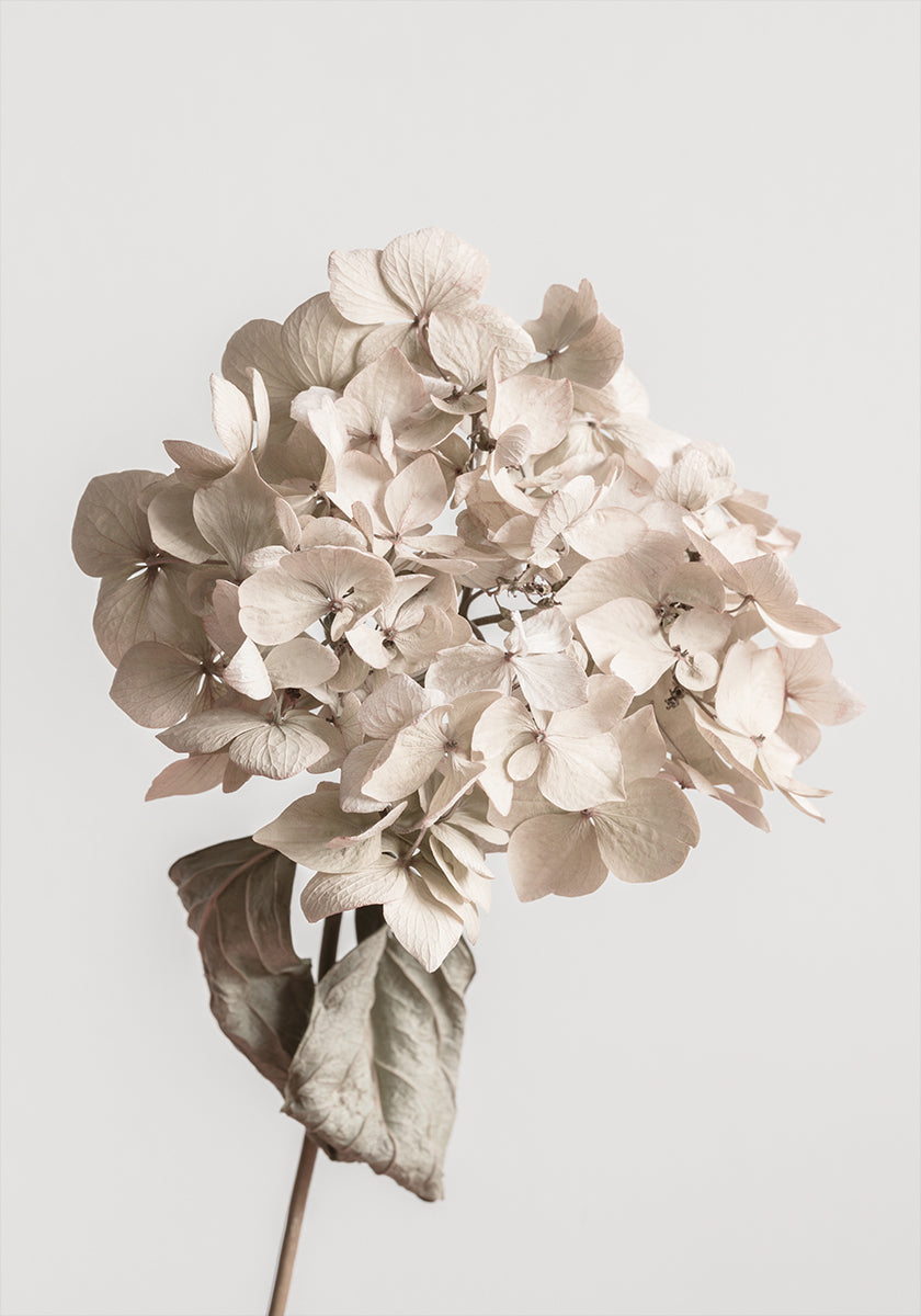 Fleur séchée beige Poster