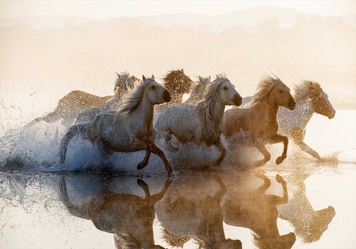 Chevaux Poster