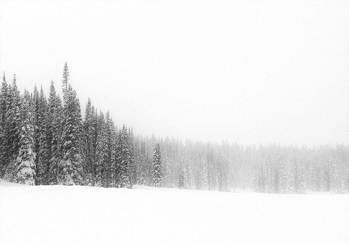 Forêt pour les arbres Poster