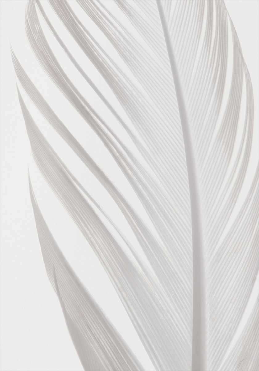 Plume_006