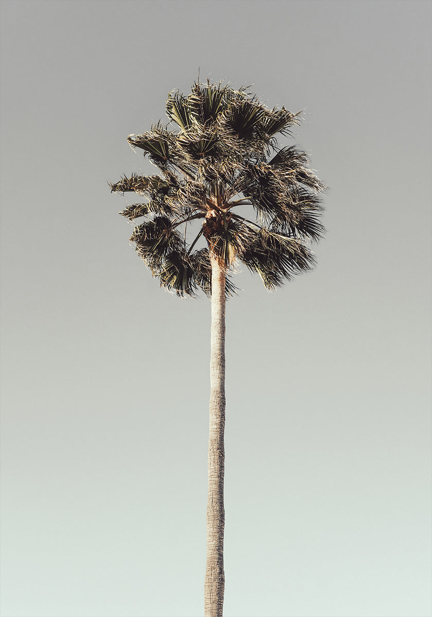 Palme_001