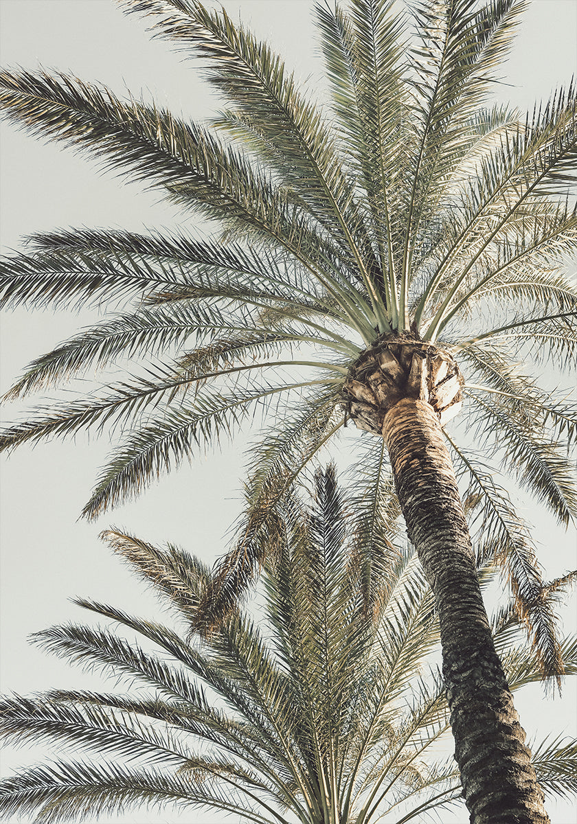 Palme_005