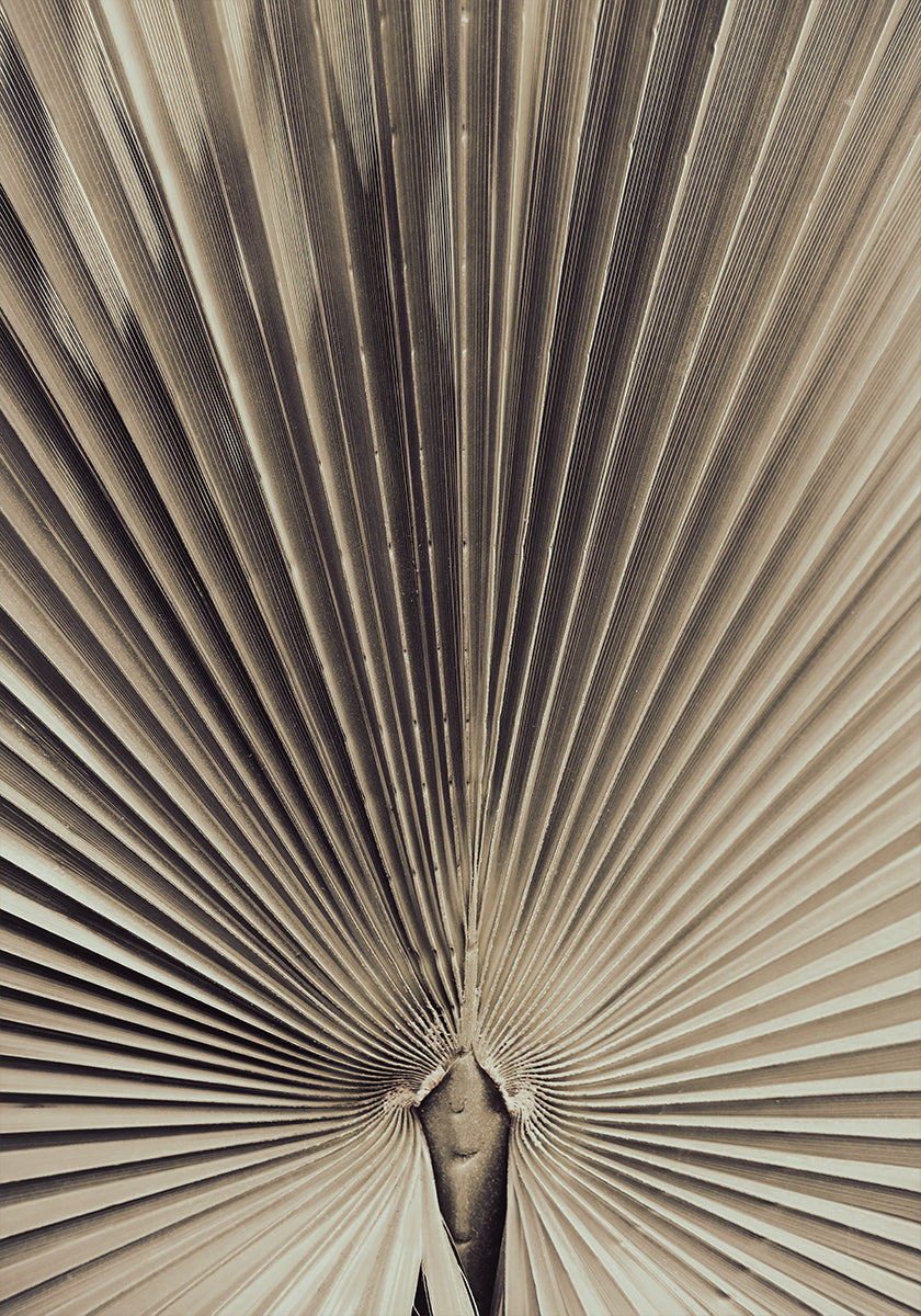 Feuille de palmier_001