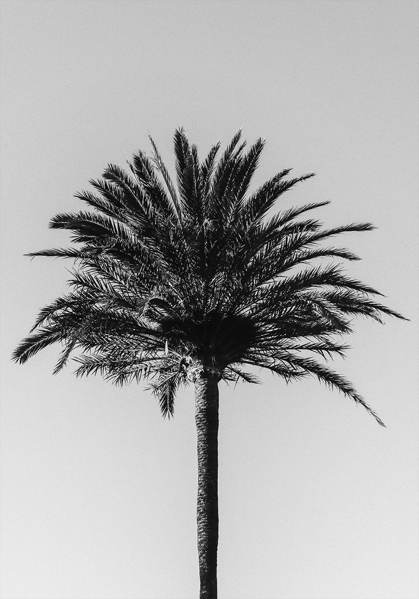 Palme_003