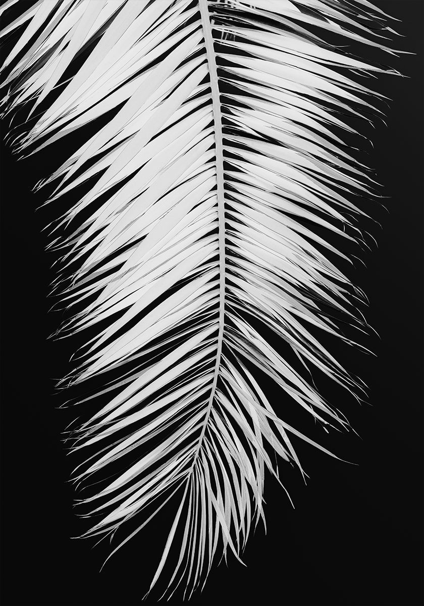 Feuille de palmier n°4 Poster