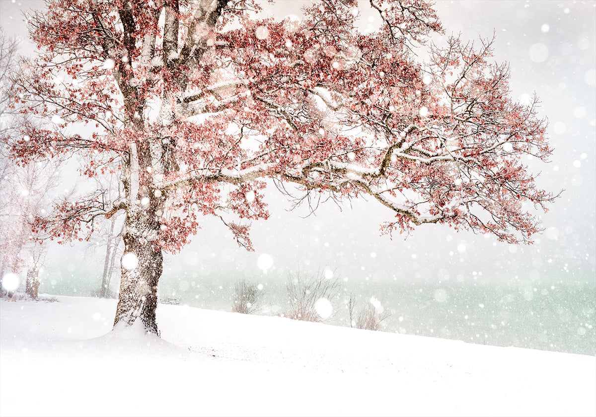 Neige au bord du lac Poster