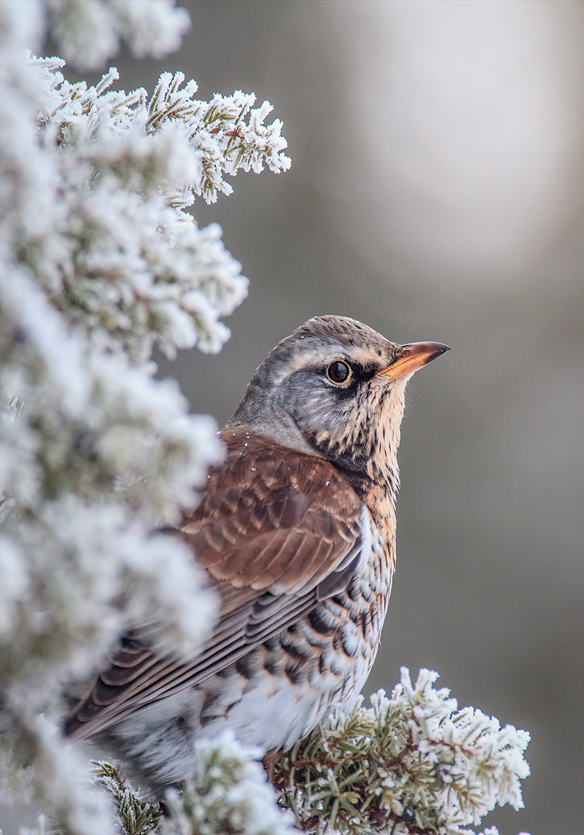 Fieldfare dans un décor hivernal Poster