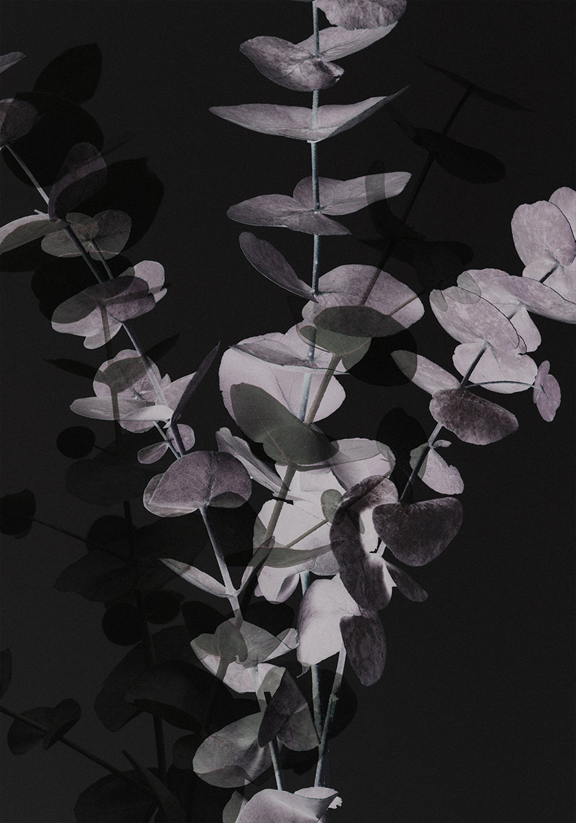 Eucalyptus_Négatif_001