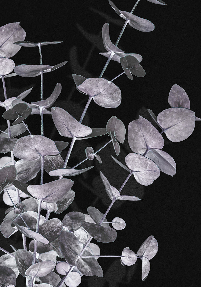 Eucalyptus Negative No.3 Plakat