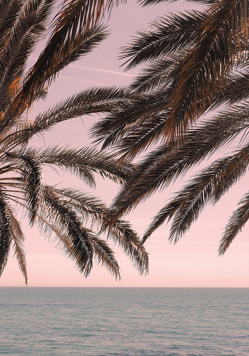 Palme_011